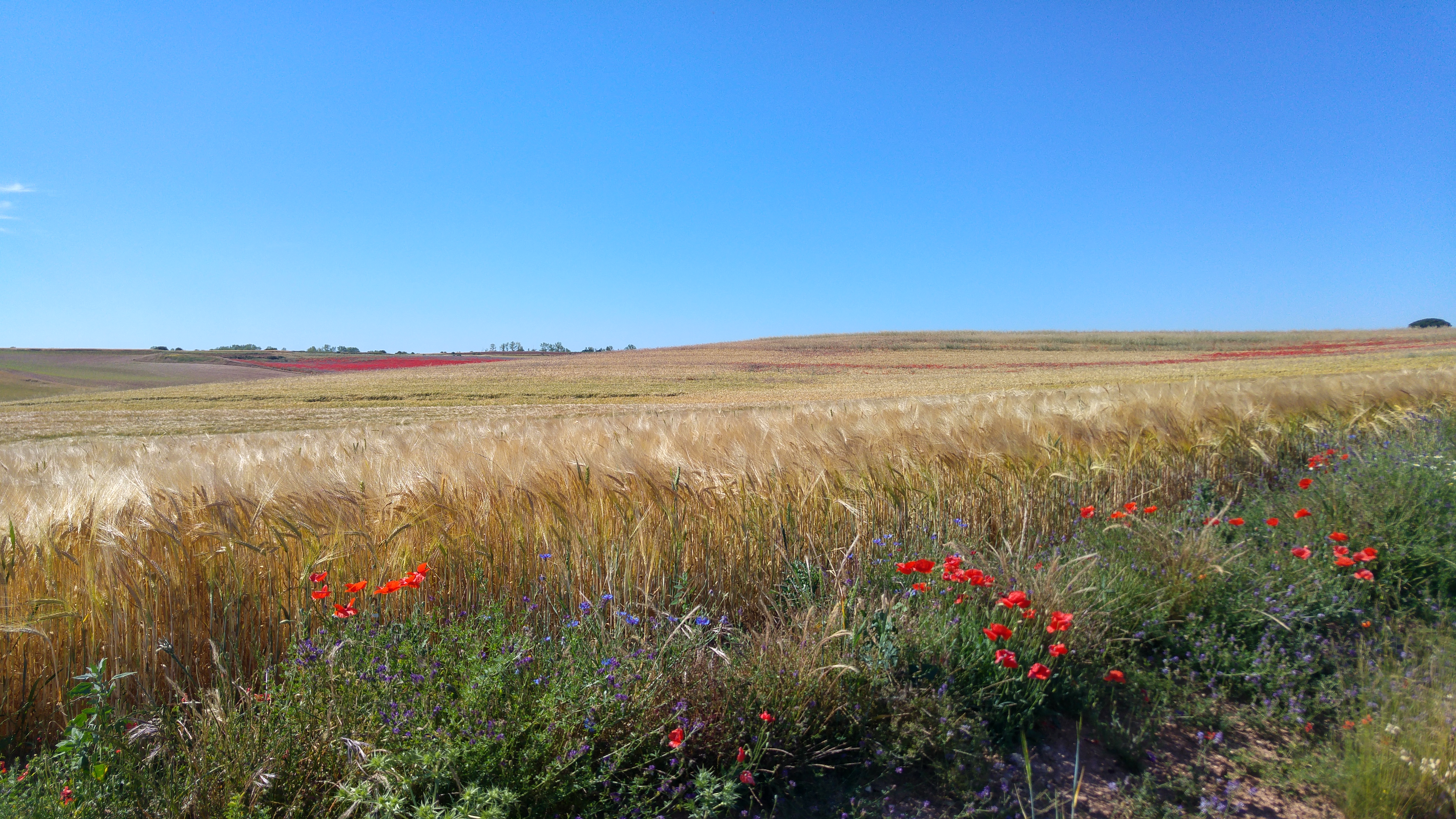 Campo de cereal