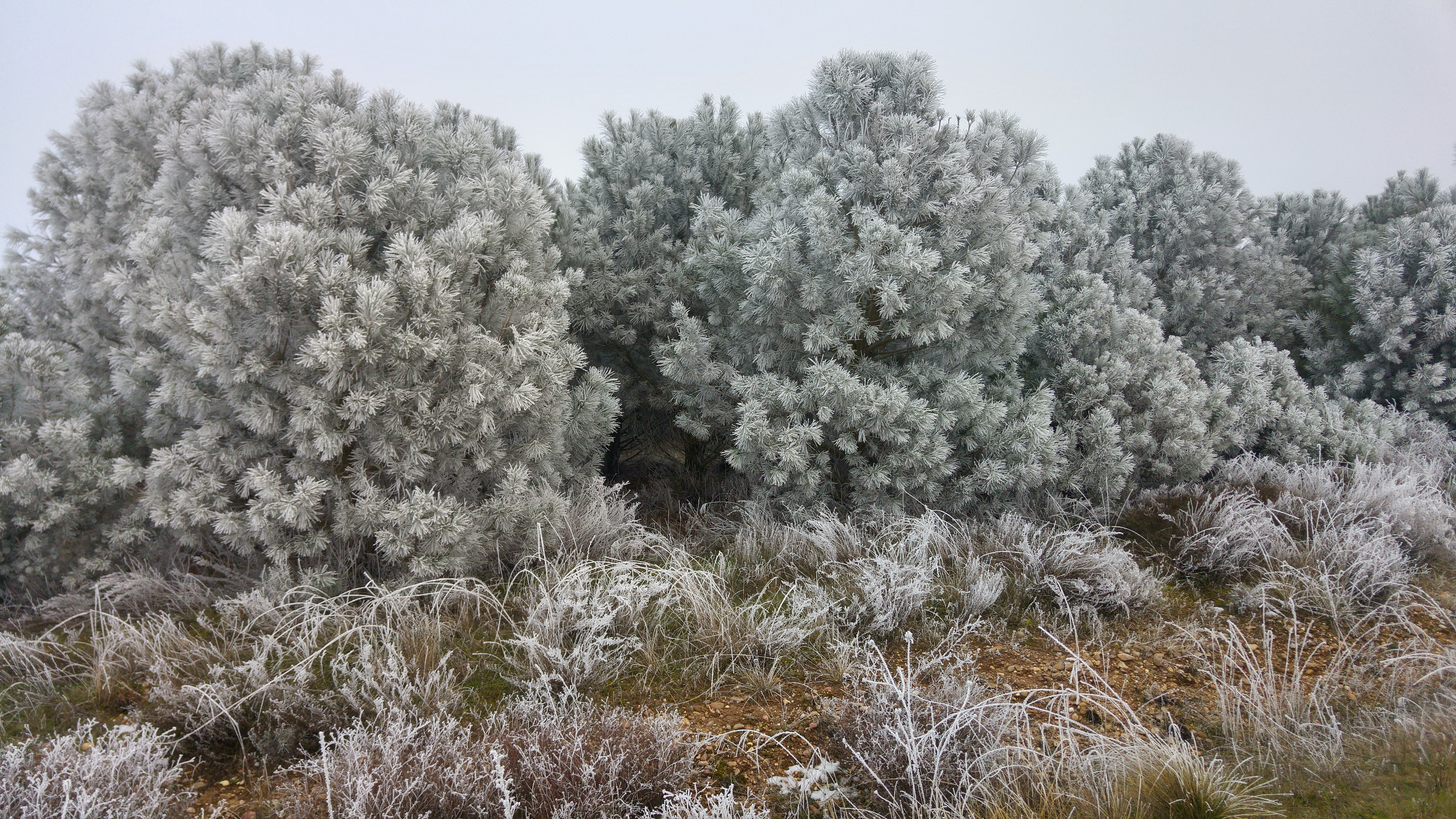 Belleza invernal.