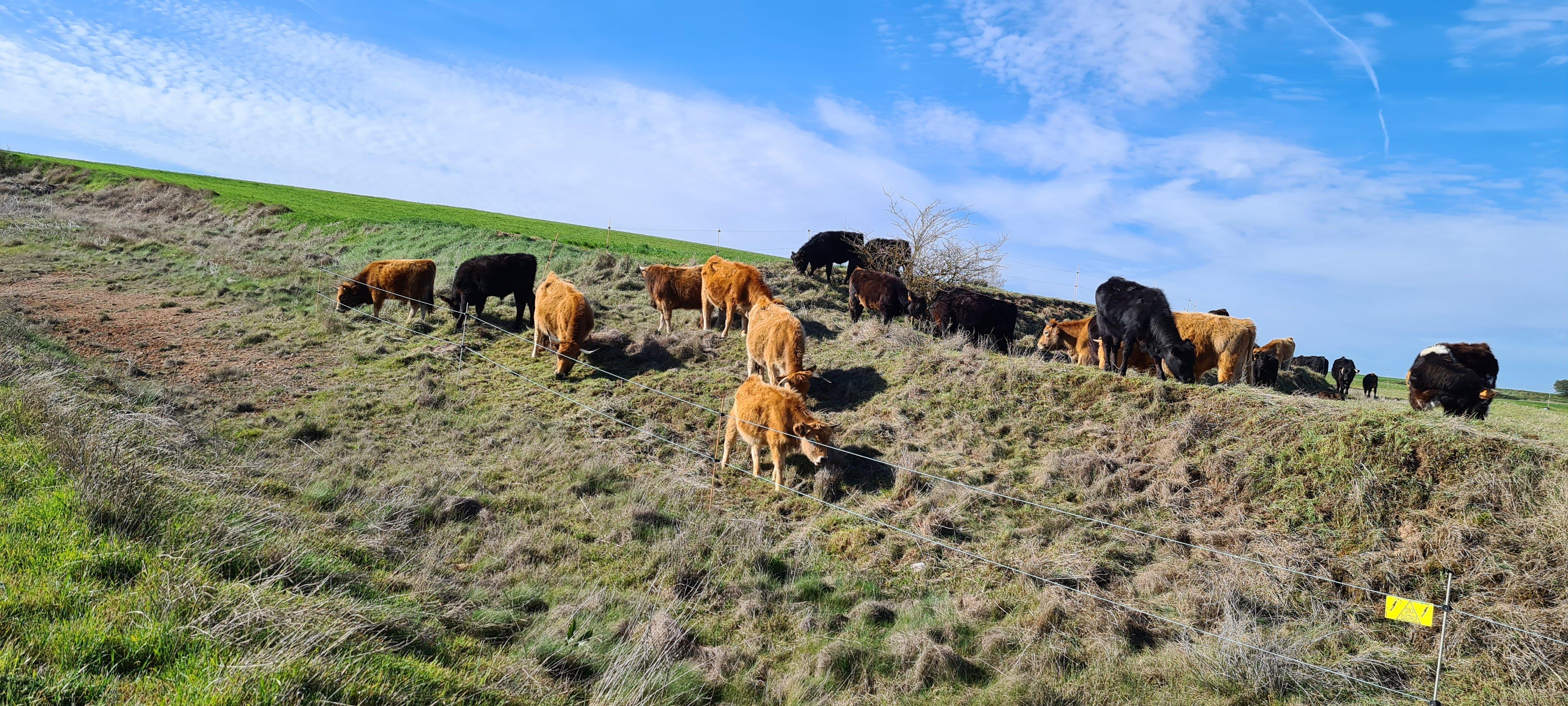 Las vacas en el campo