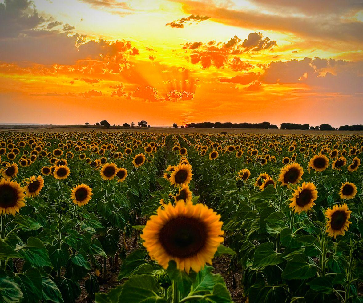 Imagen ganadora en el Concurso de fotografías de Çafael
