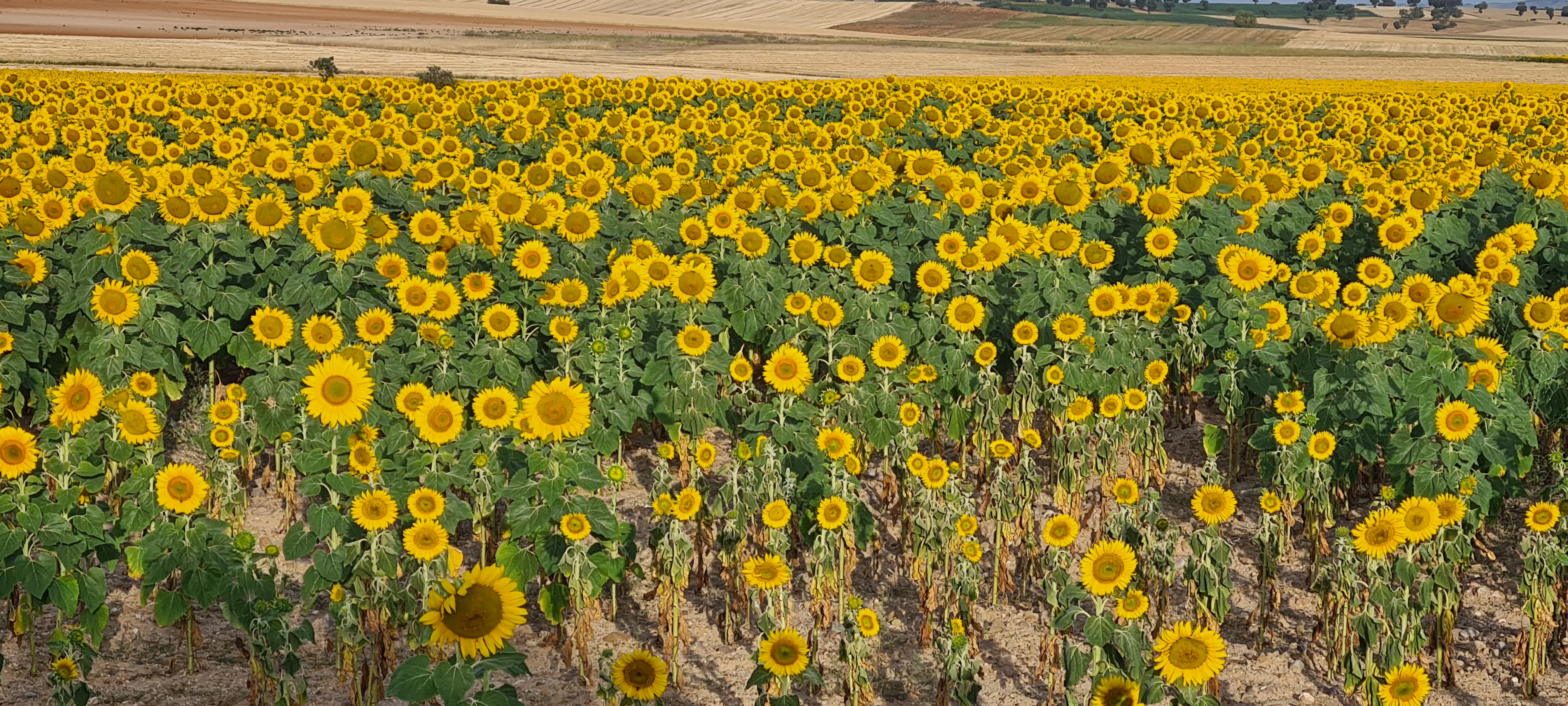 Campo de girasoles