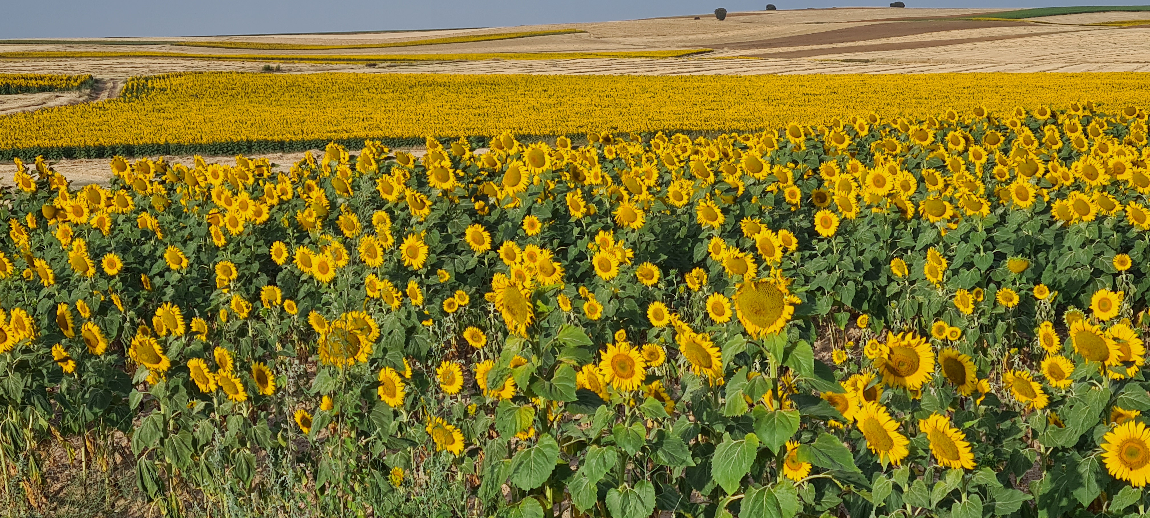 La tierra se tiñe de amarillo